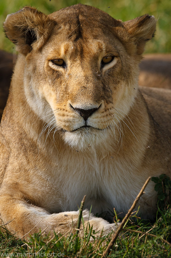 Martin-Fickert-20120927-010.jpg