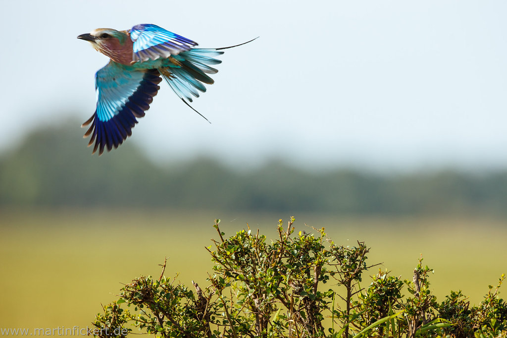 Martin-Fickert-20120928-016.jpg