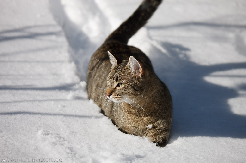 wwwmartinfickertde-02-Februar-2010-019.jpg