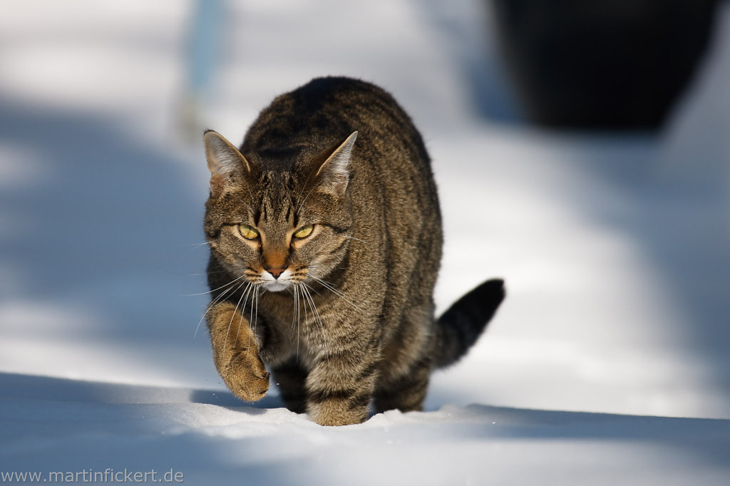 wwwmartinfickertde-16-Februar-2010-021.jpg