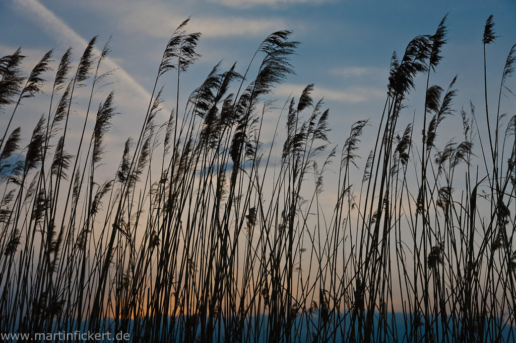 Neusiedler See