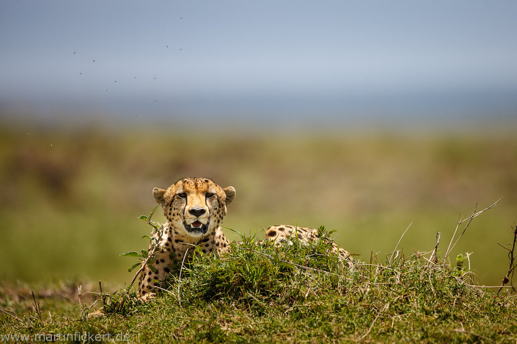 Martin-Fickert-20120925-029.jpg