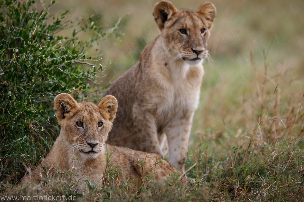 Martin-Fickert-20120925-033.jpg