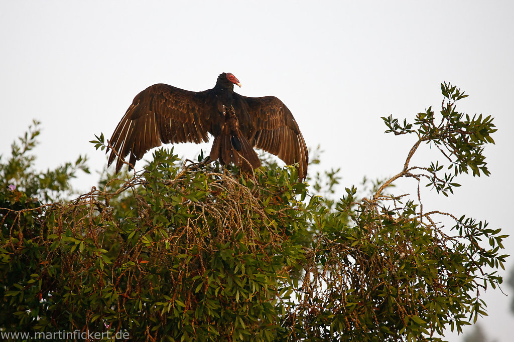 Martin-Fickert-20110423-065.jpg