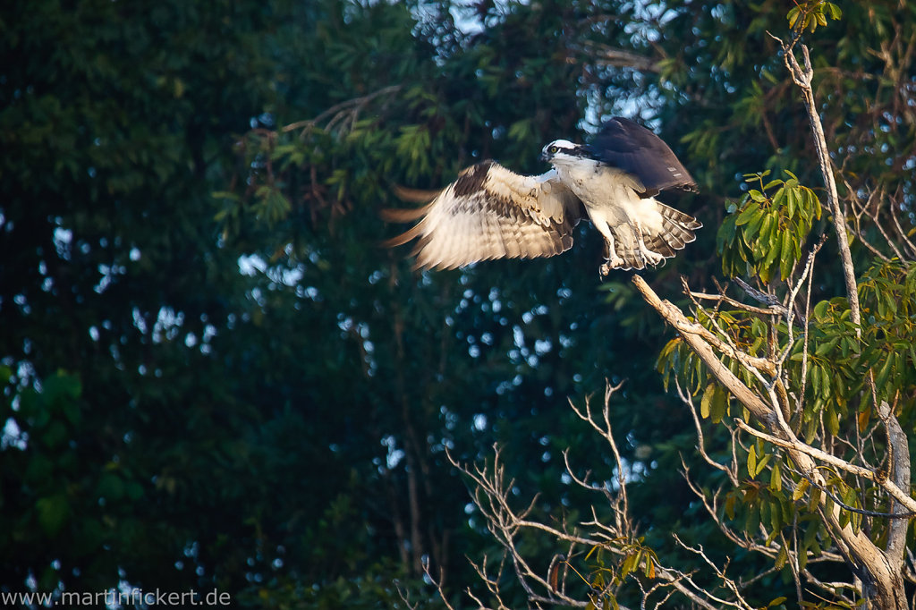 Martin-Fickert-20110423-066.jpg