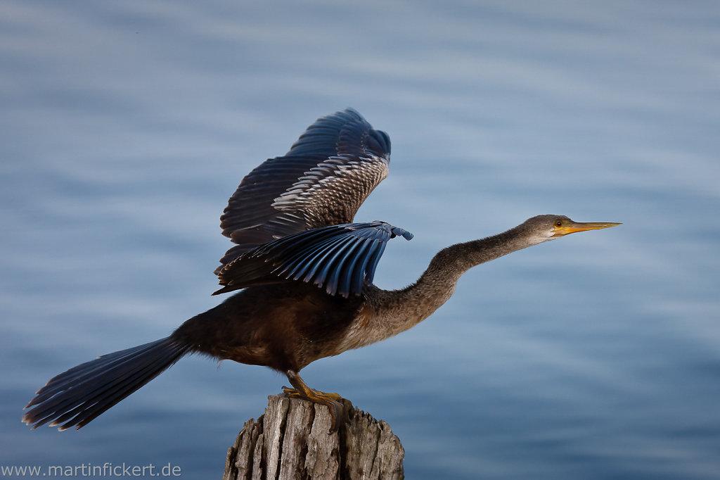 Martin-Fickert-20110423-068.jpg