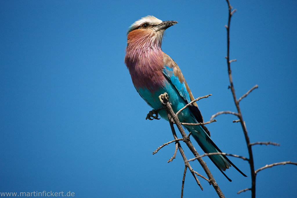 Martin-Fickert-20100606-009.jpg