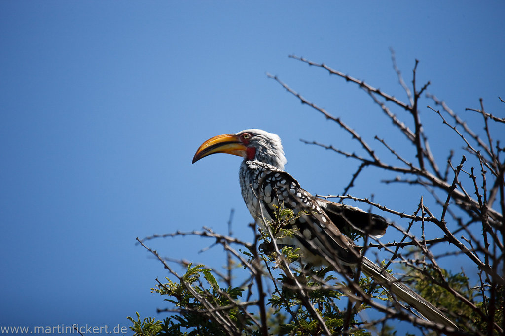 Martin-Fickert-20100606-031.jpg