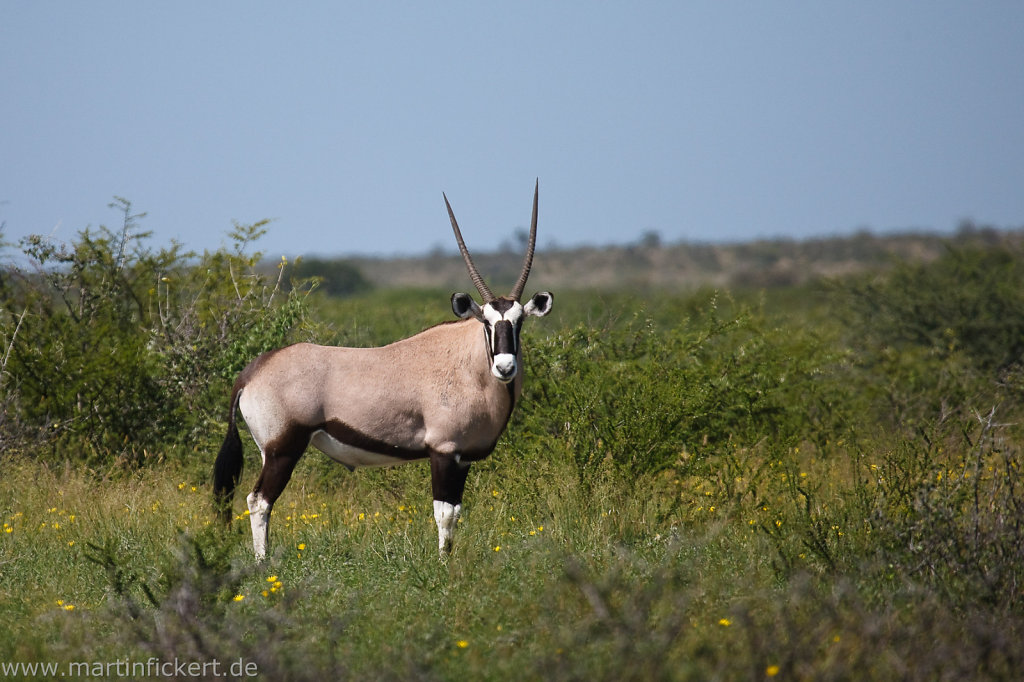 Martin-Fickert-20100606-032.jpg