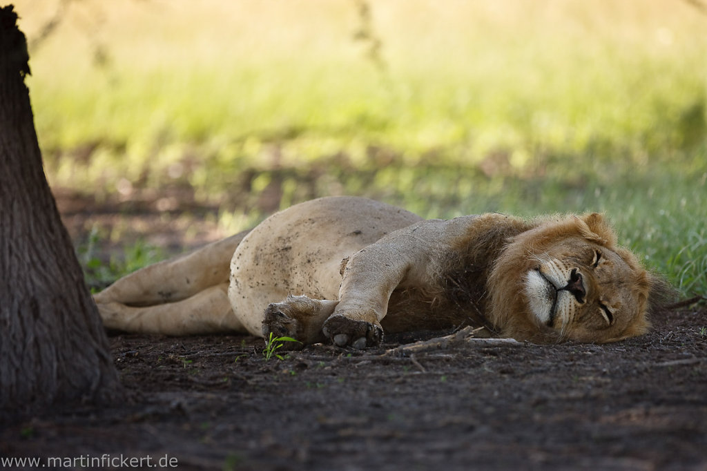 Martin-Fickert-20100606-034.jpg