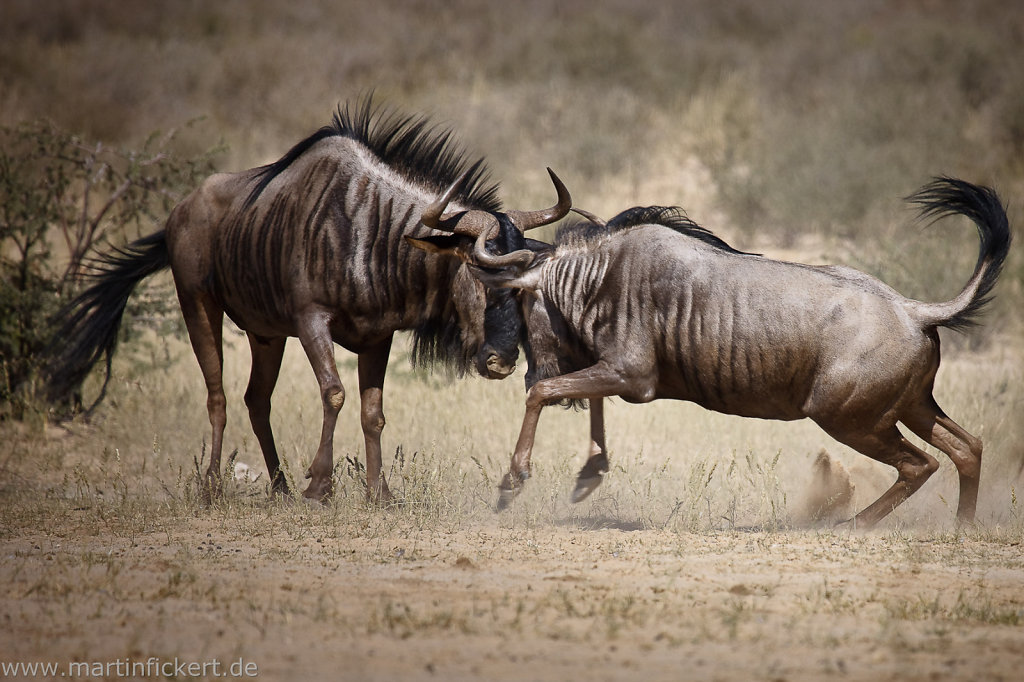 Martin-Fickert-20100606-043.jpg