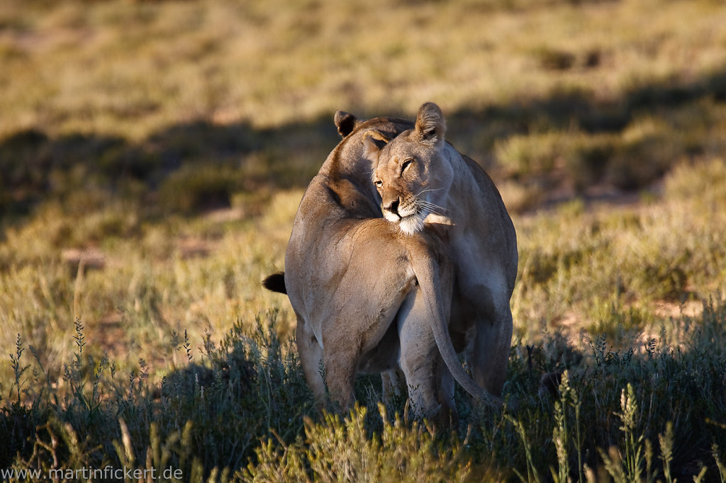 Martin-Fickert-20100606-049.jpg