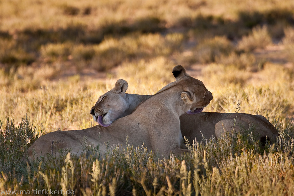 Martin-Fickert-20100606-050.jpg