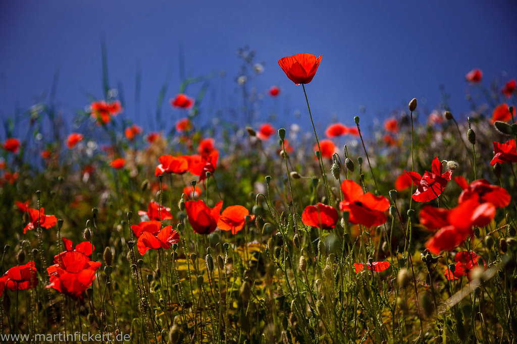 Martin-Fickert-20140525-058.jpg