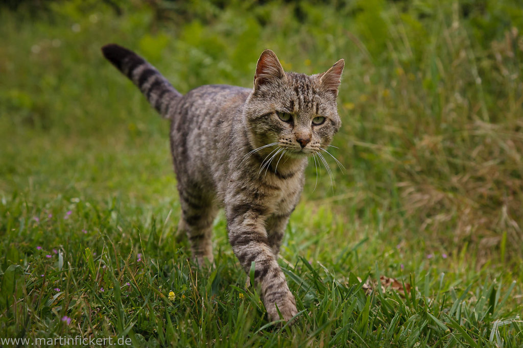 Martin-Fickert-20140528-100.jpg