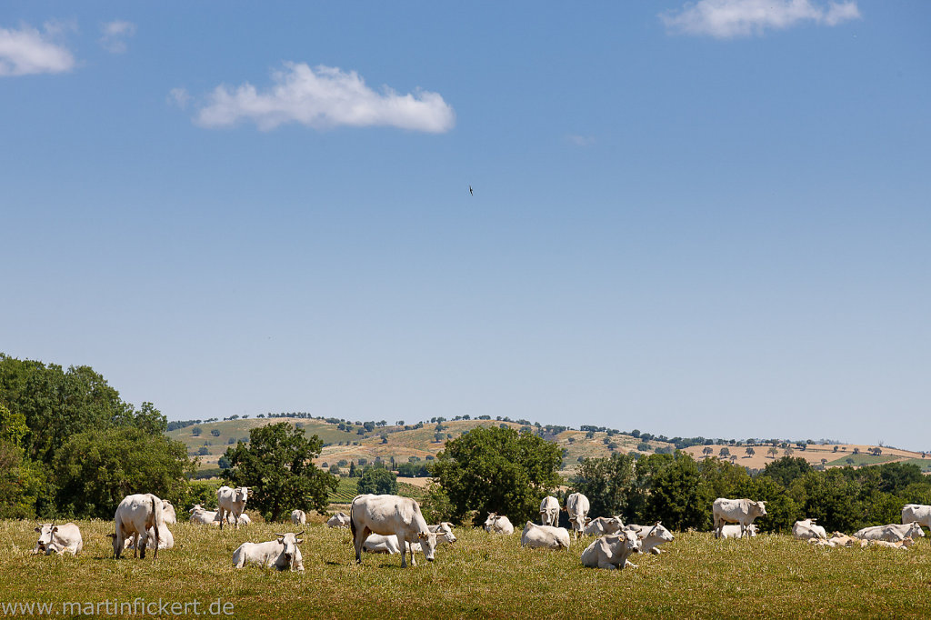 Martin-Fickert-20140609-140.jpg