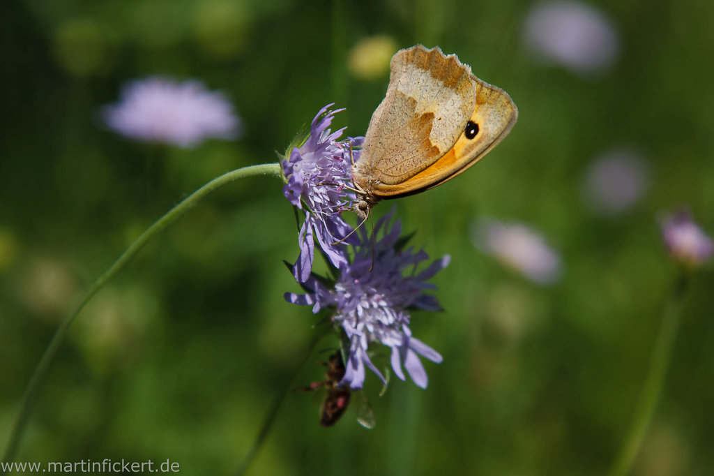 Martin-Fickert-20140602-144.jpg